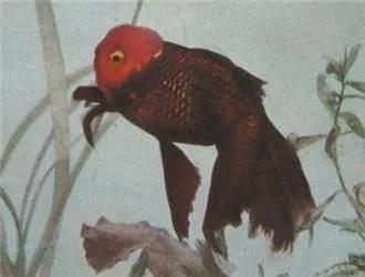 漂亮易养的金鱼有哪些名字,最好看的金鱼叫什么名字