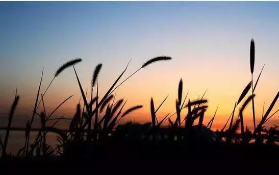 4万多首唐诗，最少会背这10首！