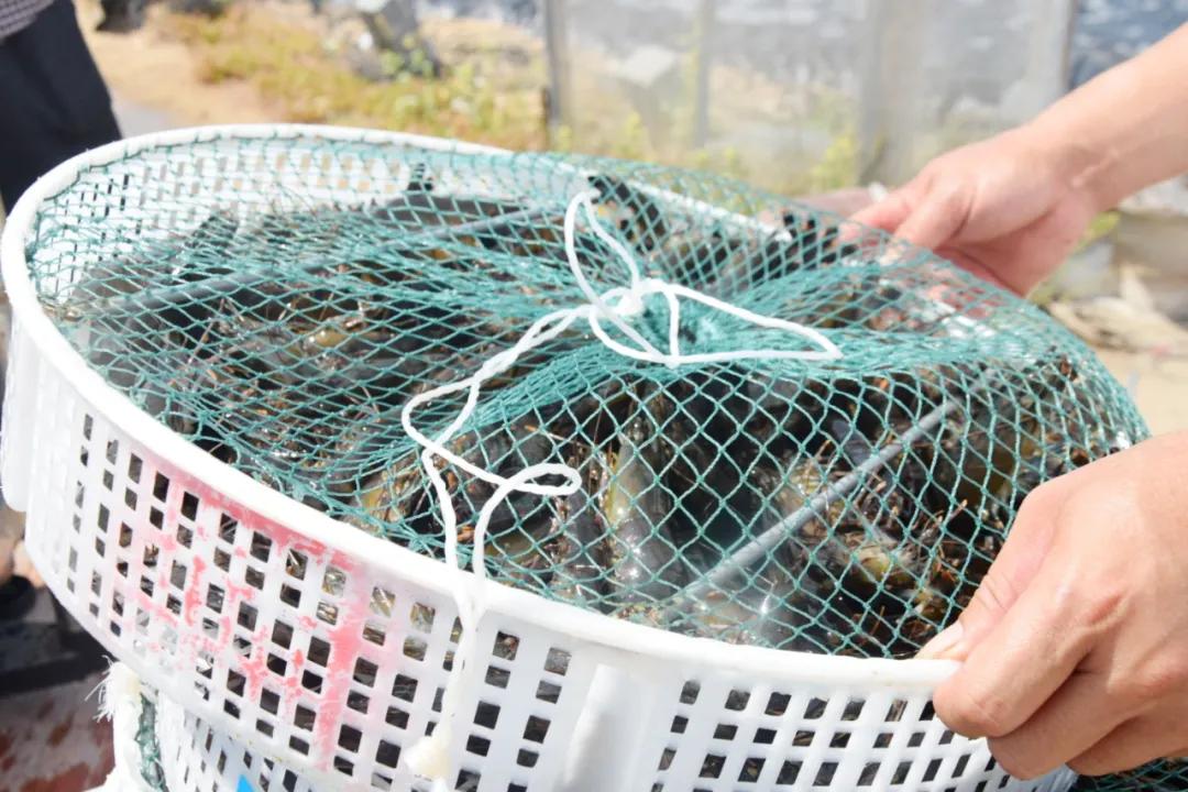 这条虾遭遇白斑、偷死病袭击！虾农滑铁卢爆亏