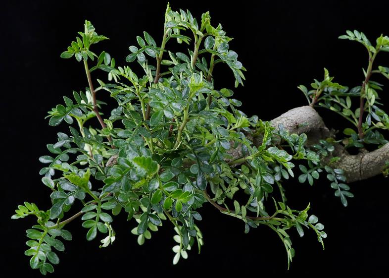 此树自带“香气”，叶子捣成泥是天然面膜，名气不佳1棵仅卖10元