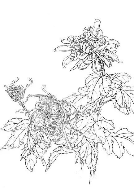 中国画菊花作品集锦,菊花花瓣白描的详细步骤