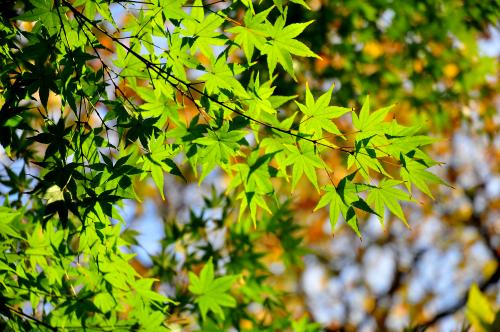 枫醉秋色叶叶红，又“为问东风吹老，几度枫江兰径，千里转平芜”