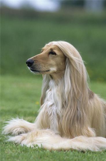 这只史上发表SCI最多的猎犬告诉大家，什么才叫真正的人不如狗