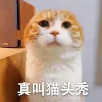 猫癣传染人如何才能治好,猫癣反复发作该怎么治疗