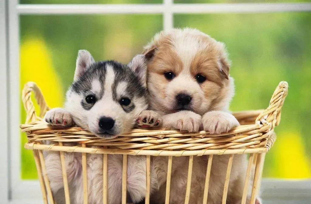 星巴克为什么有这么多人喜欢,为什么我们都爱喝茶