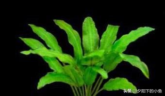 不用水草灯不用二氧化碳,无需炭也能养好的水草
