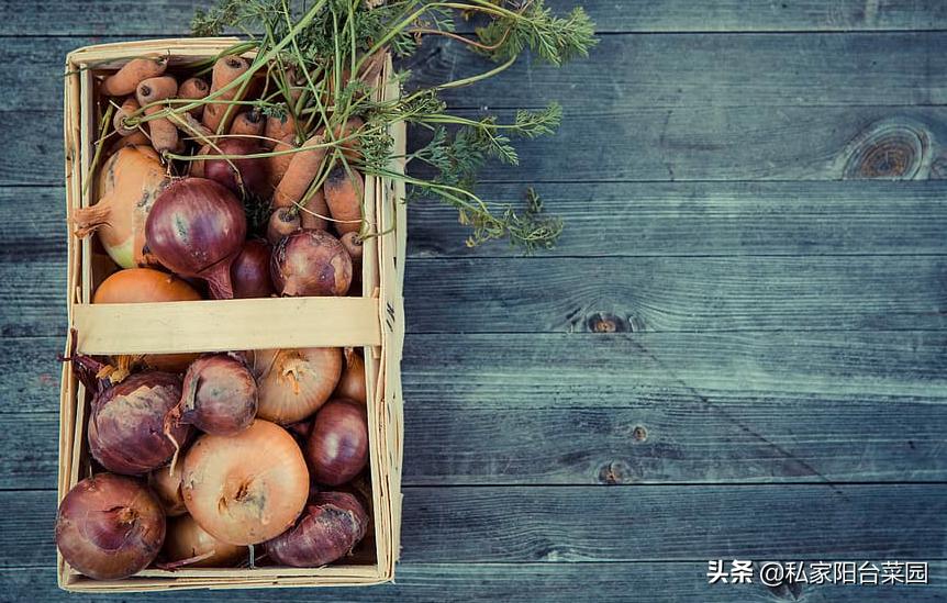 阳台种菜发芽后烂根,阳台种菜发芽后移植