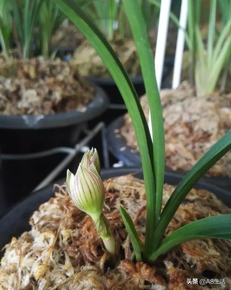 春兰姜氏荷兰名品欣赏,姜氏荷兰花春兰