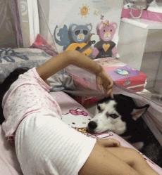 谁说怀孕要送走狗狗？如今狗狗成了孩子专属保镖啦