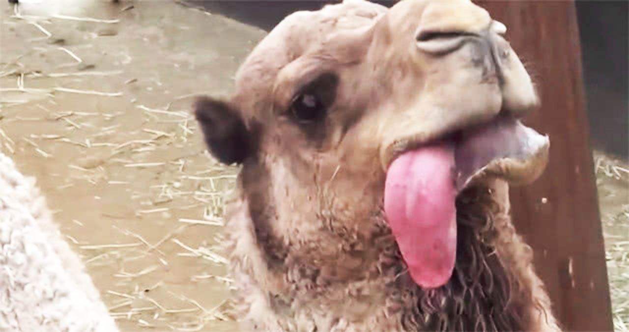 骆驼为什么吐出粉色的肉球,骆驼嘴里有肉球是什么