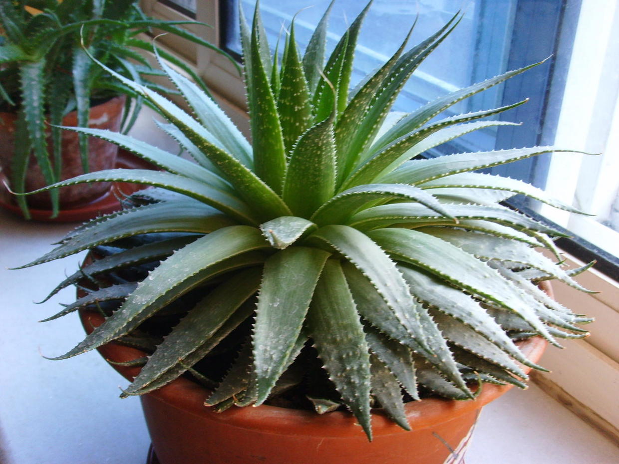 小芦荟叶发黄需要剪吗,芦荟叶片发黄要上什么肥