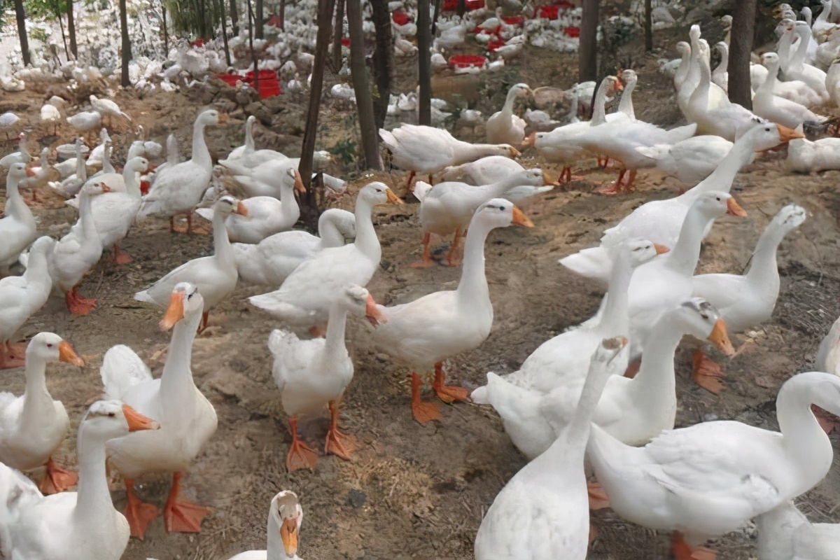 白条鸭为什么夏天价格猛涨,白条鸭和散养鸭的区别在哪里