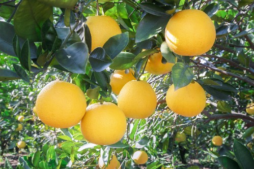 甜过初恋！胜过小三的永兴冰糖橙！微联18973585488