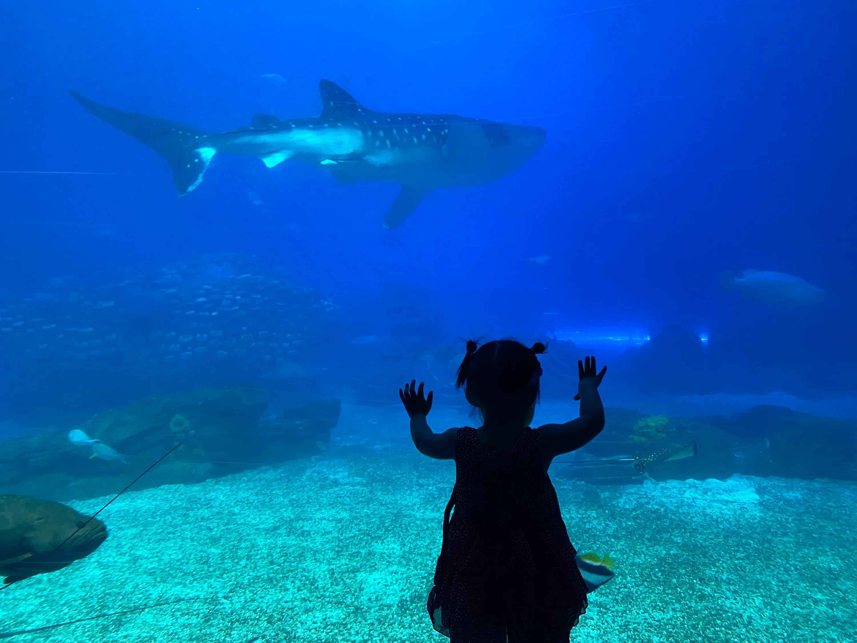 珠海长隆海洋王国游玩最省钱攻略,珠海长隆海洋王国游玩隐藏攻略