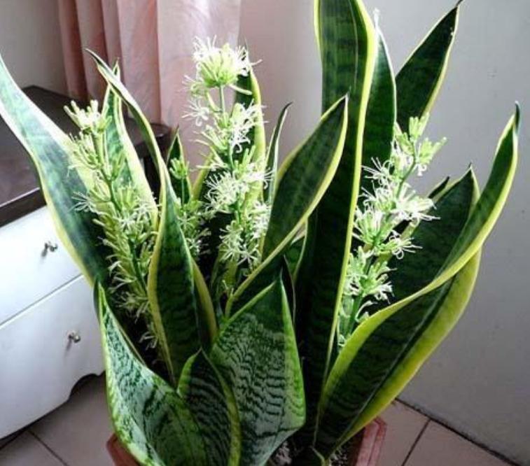 十大卧室养殖吸甲醛净化空气绿植,新装修的房子养什么花除甲醛