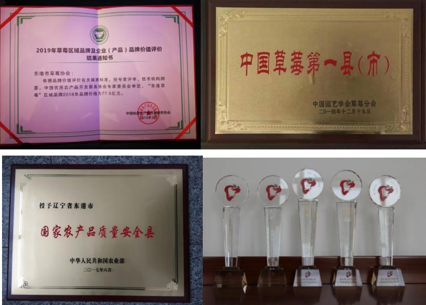 中国草莓第一县在东港哪个城市,东港市支柱产业草莓