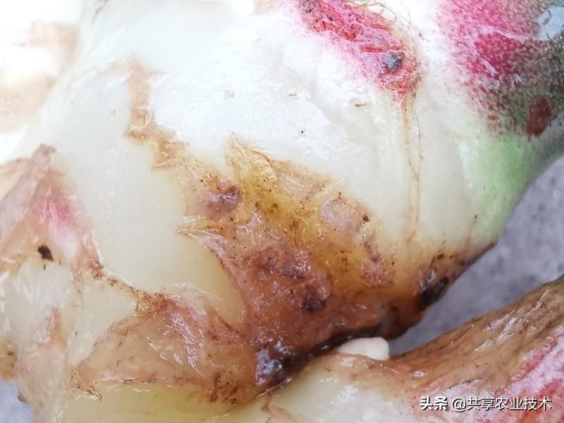 大姜大培土晚了,大姜顶部烂叶怎样防治