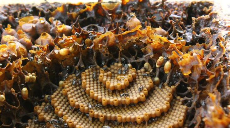 无刺酸蜂饲养,酸蜂和蜜蜂哪个好