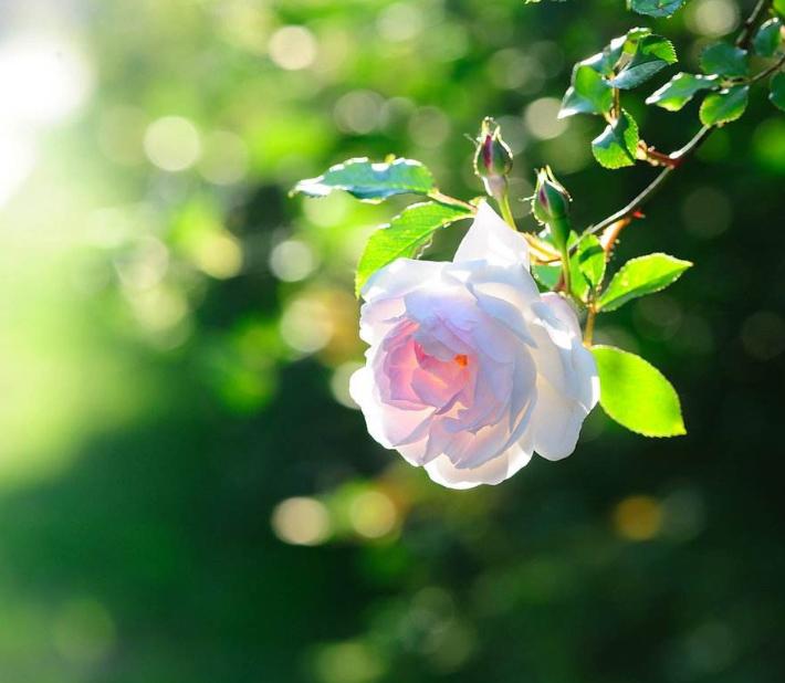 写蔷薇花的古诗词,关于蔷薇花的诗句古诗