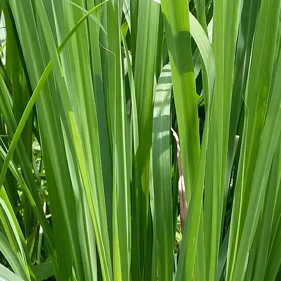 盆栽必备杀虫药,盆栽驱虫剂