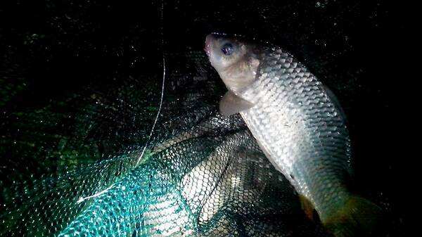 野钓高灵敏度夜光漂,钓友推荐夜光漂