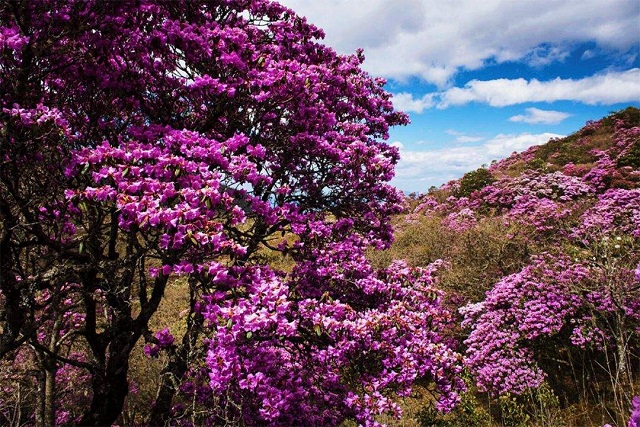 水杉为什么不生根,水杉在阴暗处能生存吗
