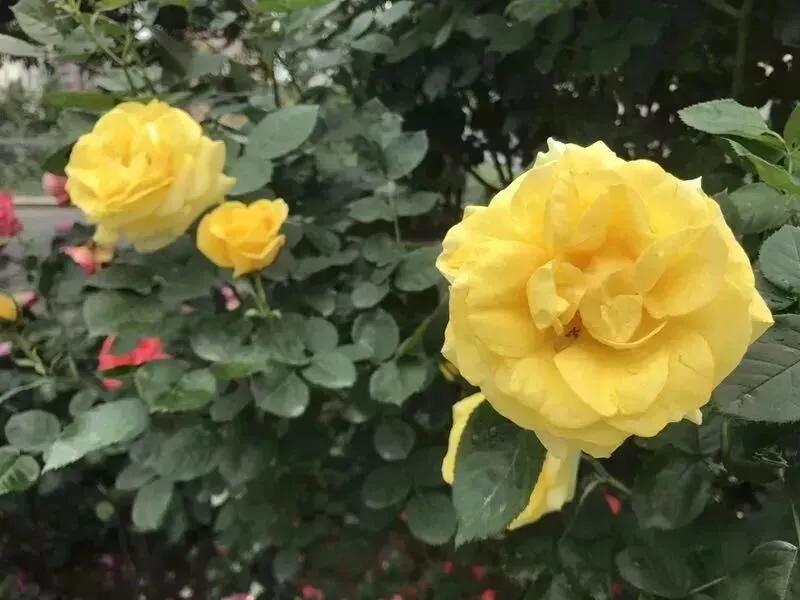 100余万株鲜花扮靓街头,45万余株花卉扮靓静安街头