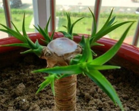 龙须树一头变多头怎样修剪,龙须树单头的好还是多头的好