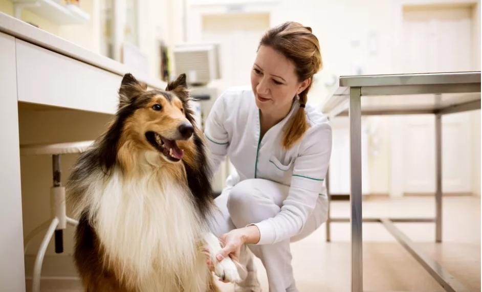 狗狗突然吃不下饭还吐怎么办,狗狗老是呕吐一小口没消化的食物