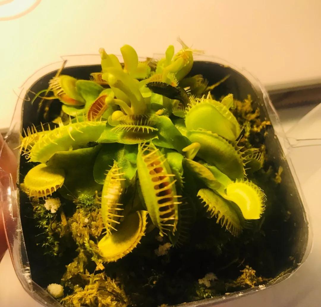 养哪一种吃虫子的花最合适,这4种花真省心养在家里不招虫