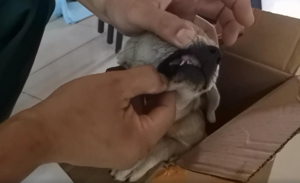 东北：因息肉，小奶狗被赶出家门成为流浪狗，获救后狗狗成功逆袭