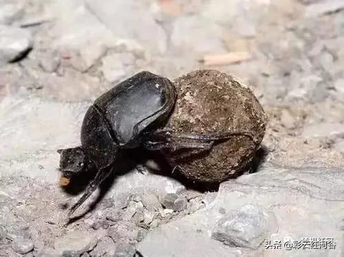 那些让人充满童年的老游戏,那些让人疯掉的游戏