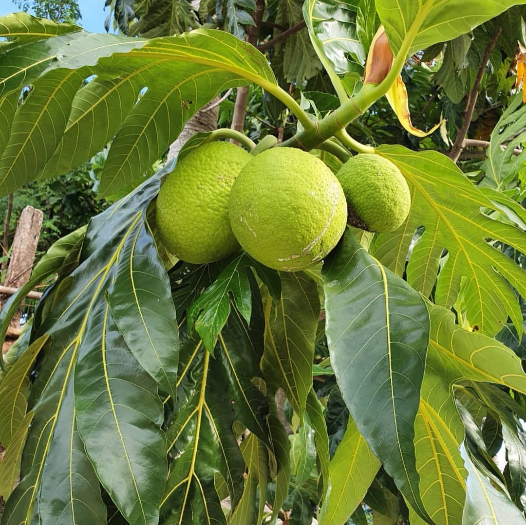 恶魔果实原型是什么水果,面包果是什么样子的