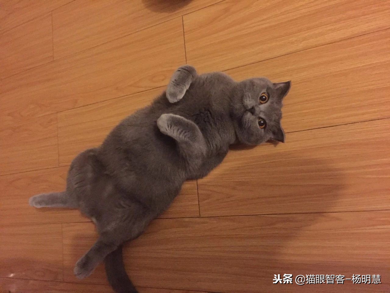 铁甲钢拳自适应的机器人,铁甲钢拳感应机器人