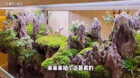 植物之美在于万物皆有情愫,植物之美有哪些