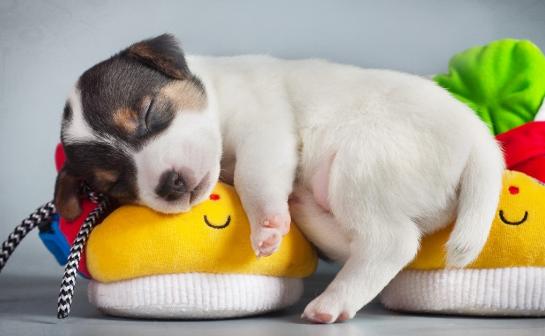 除犬瘟、细小以外，对狗来说第3大疾病—冠状病毒，一文为你解析