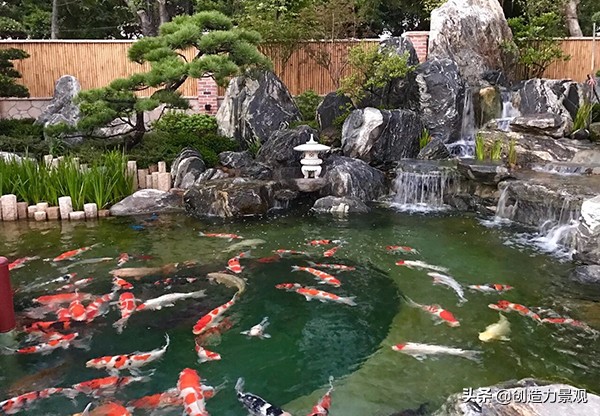 了解一下锦鲤鱼的饲养方法,养小锦鲤鱼的技巧和方法