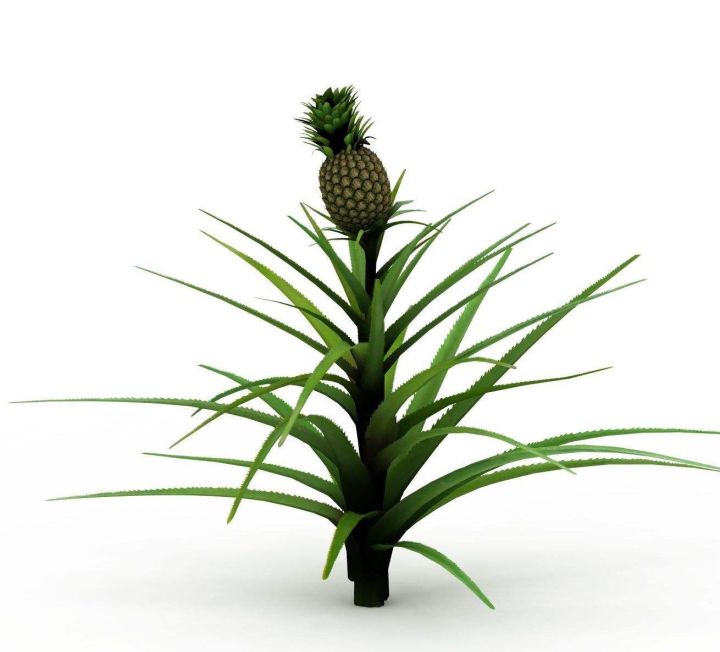 水果杂交冷知识,你不知道的水果冷知识