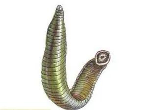 暴雨期间要当心吸虫,暴雨过后要当心血吸虫