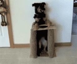 搞笑gif开心一刻不按常理出牌,搞笑gif趣图哥们别拍马屁很危险的