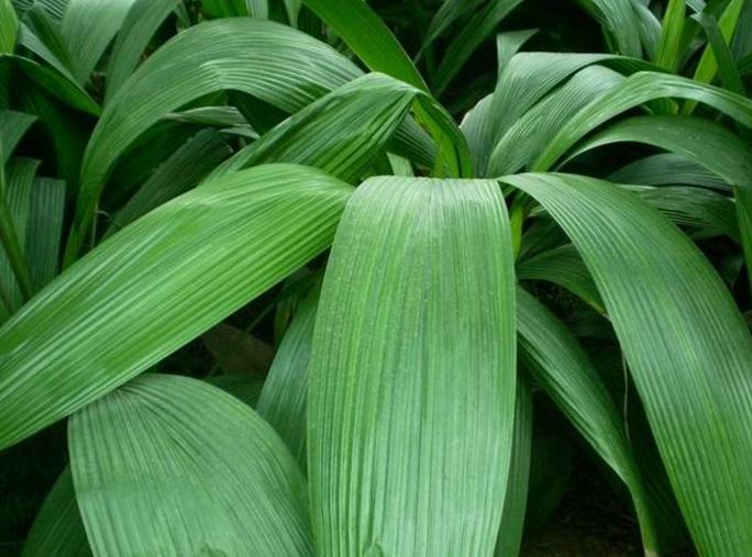 农村四季常青的野草,最值钱的野草排行榜