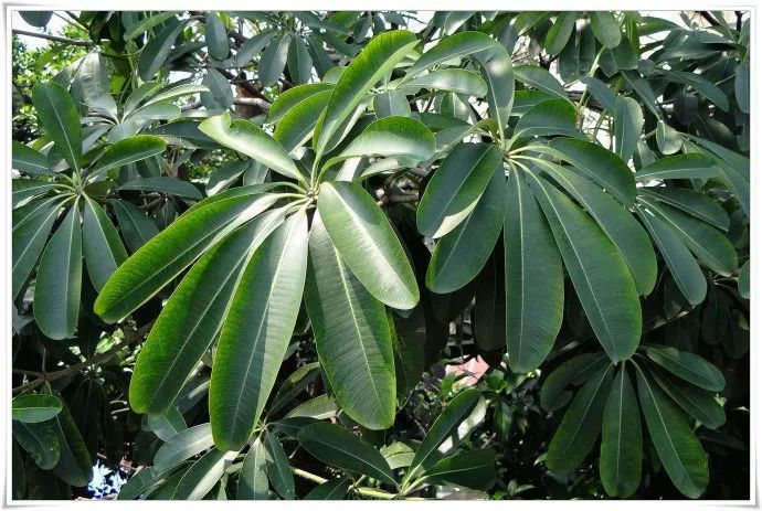 100种常见观叶植物图鉴史上最全,农村常见的100种植物