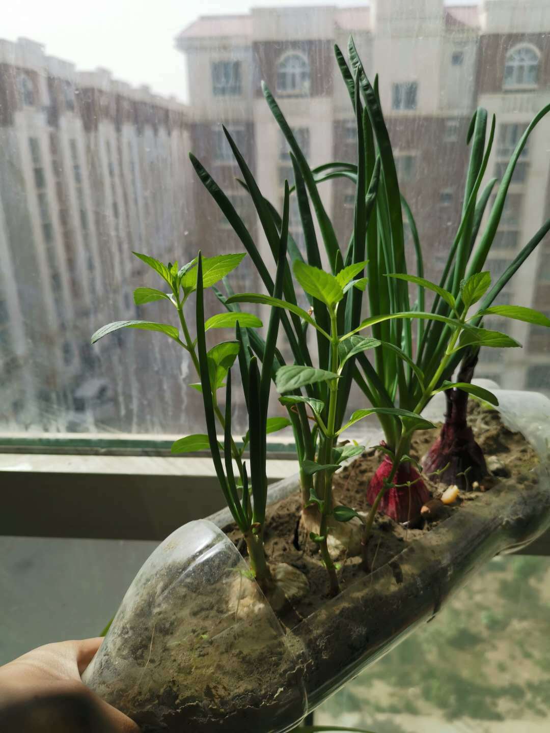 薄荷摘下来种到土里蔫了还能活吗,薄荷根茎可以剪下整个埋在土里吗