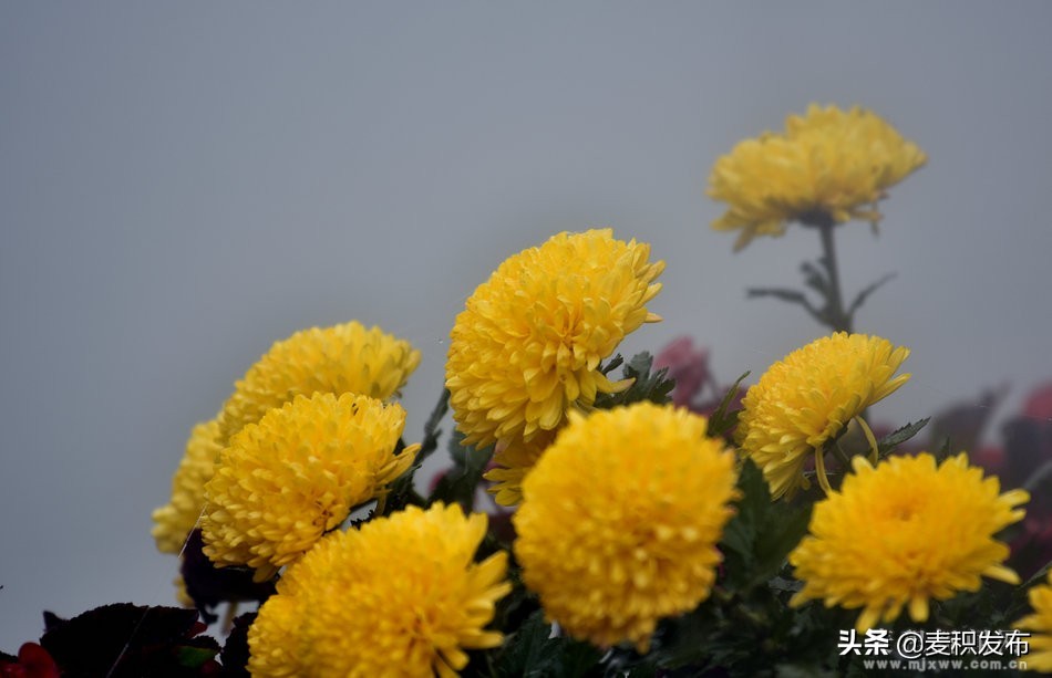 马跑泉公园有菊花展吗,庆祝菊花