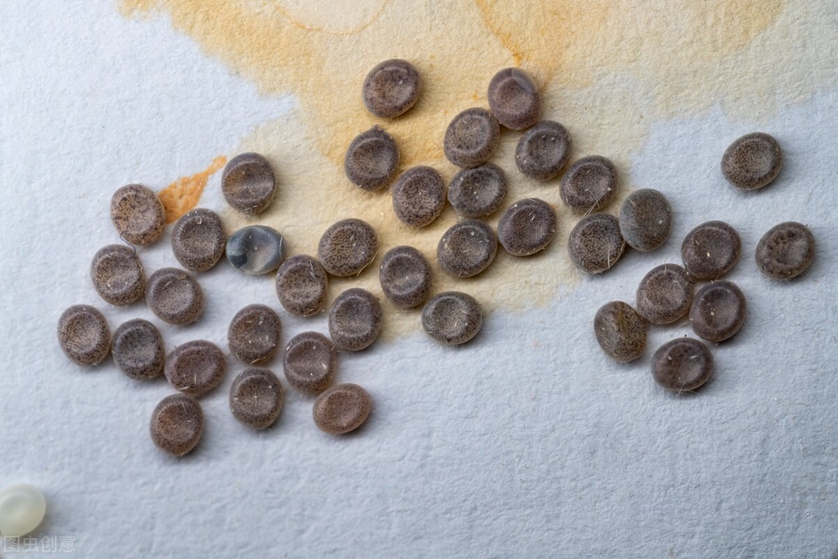 蚕怎么生活的,蚕一生都是不停的吃吗