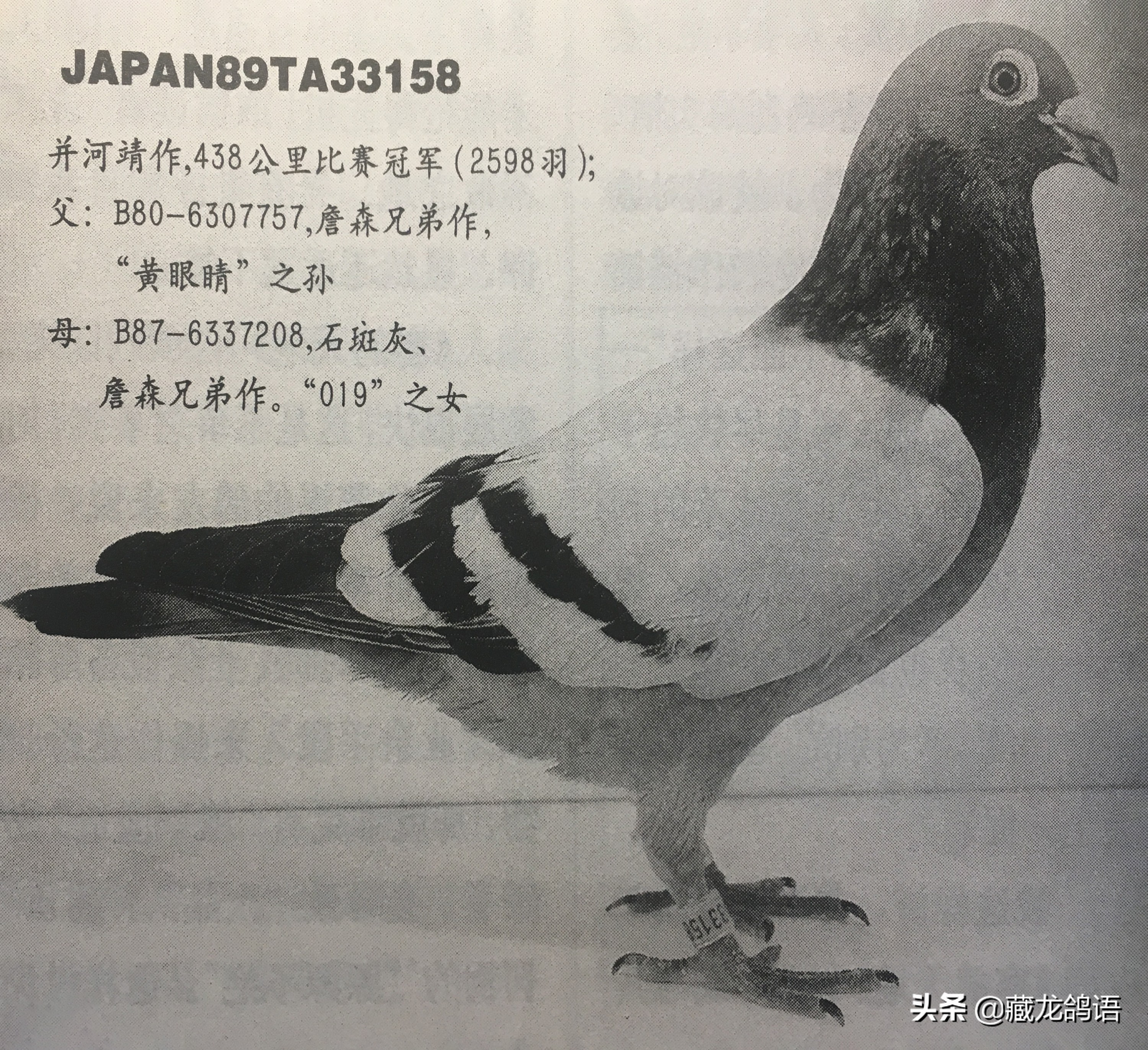 一份日本翔圣的赛鸽育种回忆录