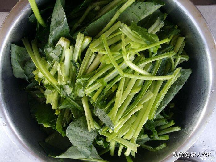 河南豫北地区种植菠菜的最佳时间,现在4月份菠菜怎么种植视频教程