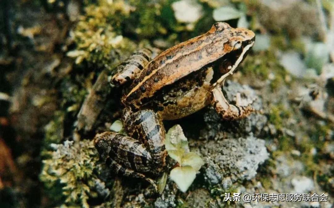 成都生态环保大讲堂|穿越于水陆之间的动物世界