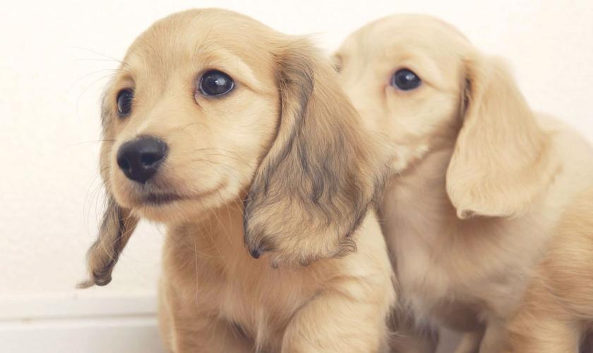 布偶猫夏天掉毛严重怎么办,夏天猫掉毛很厉害怎么办