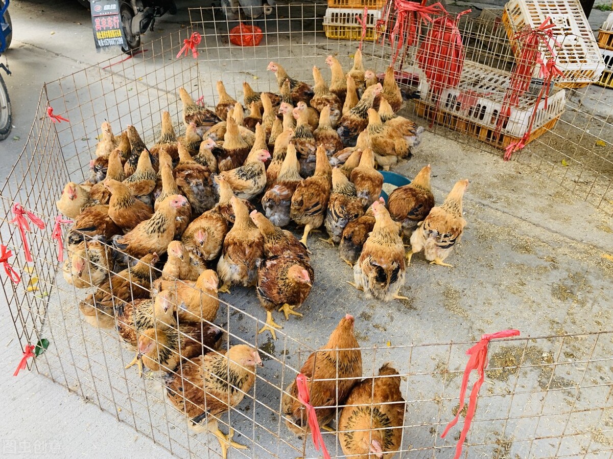 为什么农村要把公鸡阉了,在农村为啥很多公鸡会被阉